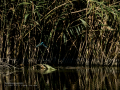 Martín pescador común - Alcedo atthis - Blauet comú