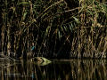 Martín pescador común - Alcedo atthis - Blauet comú