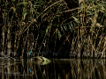 Martín pescador común - Alcedo atthis - Blauet comú