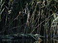 Martín pescador común - Alcedo atthis - Blauet comú