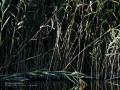 Martín pescador común - Alcedo atthis - Blauet comú