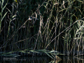 Martín pescador común - Alcedo atthis - Blauet comú