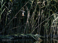 Martín pescador común - Alcedo atthis - Blauet comú