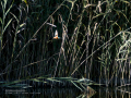Martín pescador común - Alcedo atthis - Blauet comú