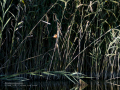 Martín pescador común - Alcedo atthis - Blauet comú