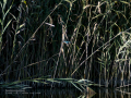 Martín pescador común - Alcedo atthis - Blauet comú