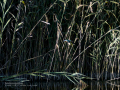 Martín pescador común - Alcedo atthis - Blauet comú