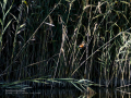 Martín pescador común - Alcedo atthis - Blauet comú