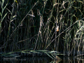 Martín pescador común - Alcedo atthis - Blauet comú