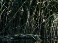 Martín pescador común - Alcedo atthis - Blauet comú