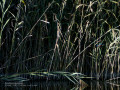 Martín pescador común - Alcedo atthis - Blauet comú