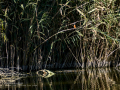 Martín pescador común - Alcedo atthis - Blauet comú