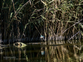 Martín pescador común - Alcedo atthis - Blauet comú Martín pescador común - Alcedo atthis - Blauet comú