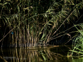 Martín pescador común - Alcedo atthis - Blauet comú