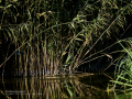 Martín pescador común - Alcedo atthis - Blauet comú