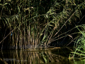 Martín pescador común - Alcedo atthis - Blauet comú