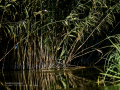 Martín pescador común - Alcedo atthis - Blauet comú