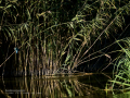 Martín pescador común - Alcedo atthis - Blauet comú