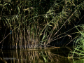 Martín pescador común - Alcedo atthis - Blauet comú