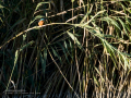Martín pescador común - Alcedo atthis - Blauet comú