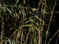 Martín pescador común - Alcedo atthis - Blauet comú