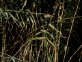 Martín pescador común - Alcedo atthis - Blauet comú