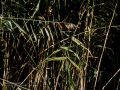 Martín pescador común - Alcedo atthis - Blauet comú