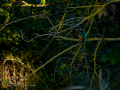 Martín pescador común - Alcedo atthis - Blauet comú Martín pescador común - Alcedo atthis - Blauet comú