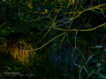Martín pescador común - Alcedo atthis - Blauet comú Martín pescador común - Alcedo atthis - Blauet comú