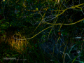 Martín pescador común - Alcedo atthis - Blauet comú Martín pescador común - Alcedo atthis - Blauet comú