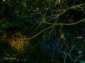 Martín pescador común - Alcedo atthis - Blauet comú Martín pescador común - Alcedo atthis - Blauet comú
