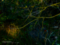 Martín pescador común - Alcedo atthis - Blauet comú Martín pescador común - Alcedo atthis - Blauet comú