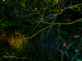 Martín pescador común - Alcedo atthis - Blauet comú Martín pescador común - Alcedo atthis - Blauet comú