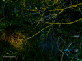 Martín pescador común - Alcedo atthis - Blauet comú Martín pescador común - Alcedo atthis - Blauet comú