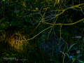 Martín pescador común - Alcedo atthis - Blauet comú Martín pescador común - Alcedo atthis - Blauet comú