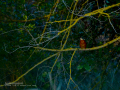 Martín pescador común - Alcedo atthis - Blauet comú Martín pescador común - Alcedo atthis - Blauet comú