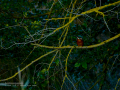 Martín pescador común - Alcedo atthis - Blauet comú Martín pescador común - Alcedo atthis - Blauet comú