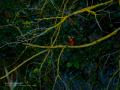 Martín pescador común - Alcedo atthis - Blauet comú