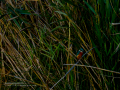 Martín pescador común - Alcedo atthis - Blauet comú