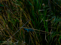 Martín pescador común - Alcedo atthis - Blauet comú