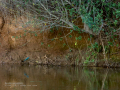 Martín pescador común - Alcedo atthis - Blauet comú Martín pescador común - Alcedo atthis - Blauet comú