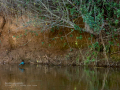 Martín pescador común - Alcedo atthis - Blauet comú
