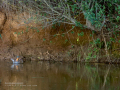 Martín pescador común - Alcedo atthis - Blauet comú Martín pescador común - Alcedo atthis - Blauet comú