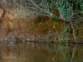 Martín pescador común - Alcedo atthis - Blauet comú
