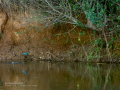 Martín pescador común - Alcedo atthis - Blauet comú