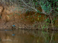 Martín pescador común - Alcedo atthis - Blauet comú