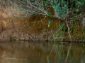 Martín pescador común - Alcedo atthis - Blauet comú Martín pescador común - Alcedo atthis - Blauet comú
