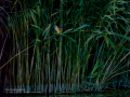 Martín pescador común - Alcedo atthis - Blauet comú Martín pescador común - Alcedo atthis - Blauet comú