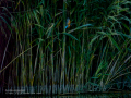 Martín pescador común - Alcedo atthis - Blauet comú Martín pescador común - Alcedo atthis - Blauet comú
