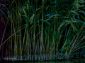 Martín pescador común - Alcedo atthis - Blauet comú